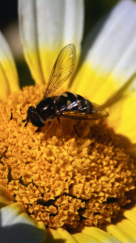 Unknown species found near Via Almar, Palos Verdes Estates, CA, US