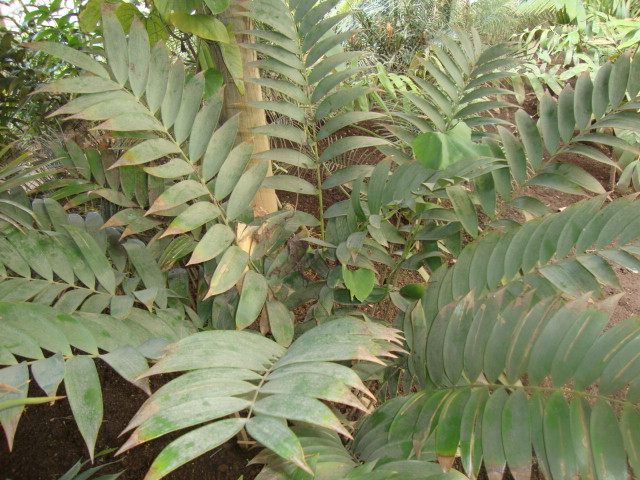 Ceratozamia huastecorum
