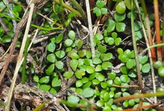 Hydrocotyle hydrophila