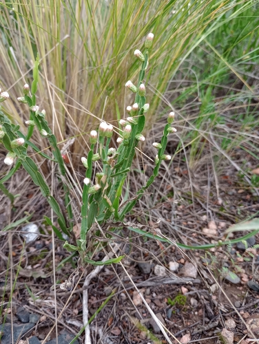 Baccharis crispa, photograph 2