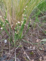 Baccharis crispa, photograph author not stated, no rights reserved