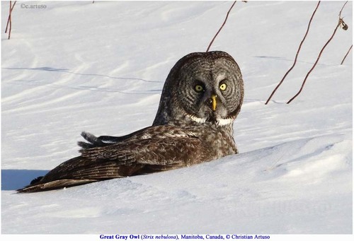 Great Gray Owl