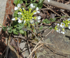 Noccaea fendleri