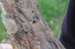 Novisuccinea strigata