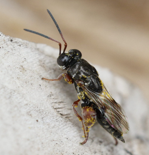 Antrocephalus, 2026-03-10