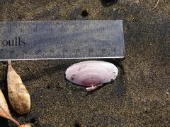 Gari lineolata