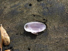 Gari lineolata