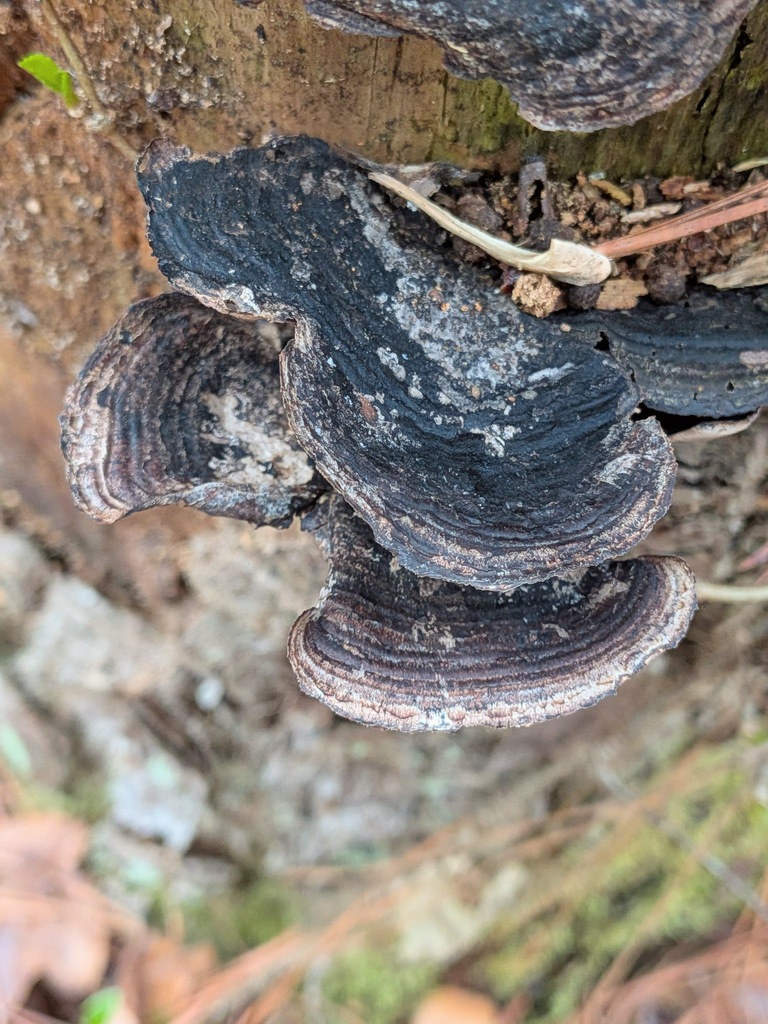 Nigroporus vinosus · March 2026 · photo: © kzoebel (iNaturalist, cc0)