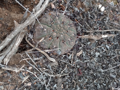 Gymnocalycium striglianum