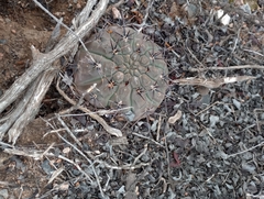 Gymnocalycium striglianum