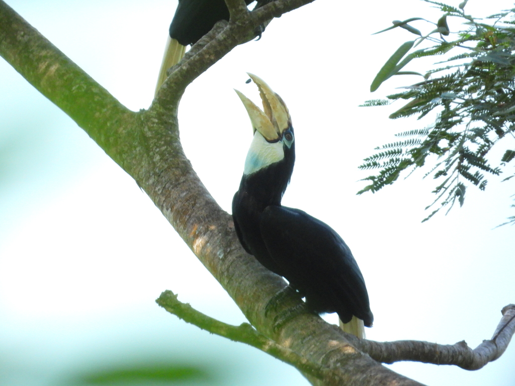 Blyth's Hornbill (Rhyticeros plicatus)