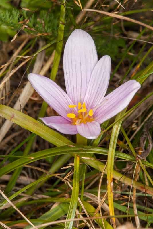 Alpine Autumn Crocus (Colchicum alpinum)