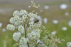 Eristalis obscura