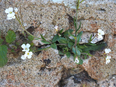 Arabis collina, photograph (c) gwynmwilliams, some rights reserved (CC BY)