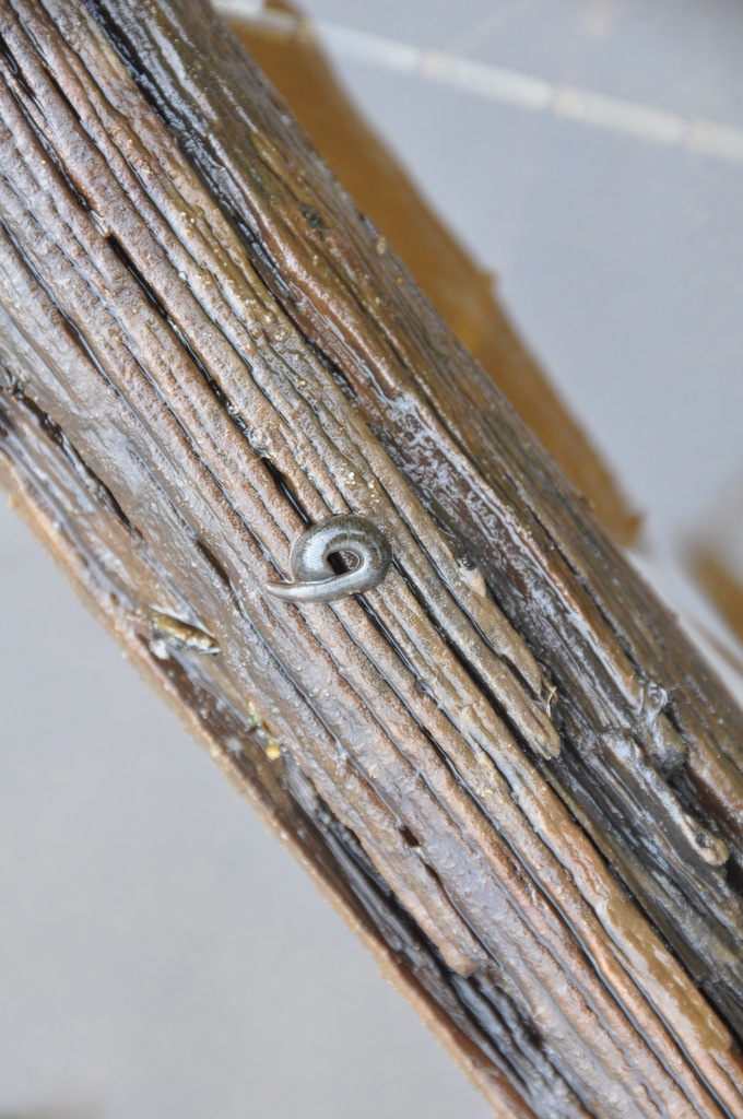 Marvinmeyeria