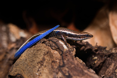 Oriximina Lizard photo 1