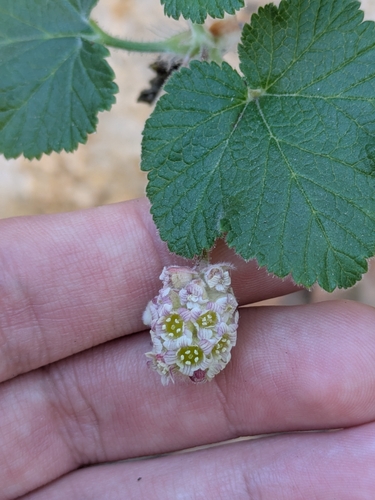 Moreno Currant (Ribes canthariforme)
