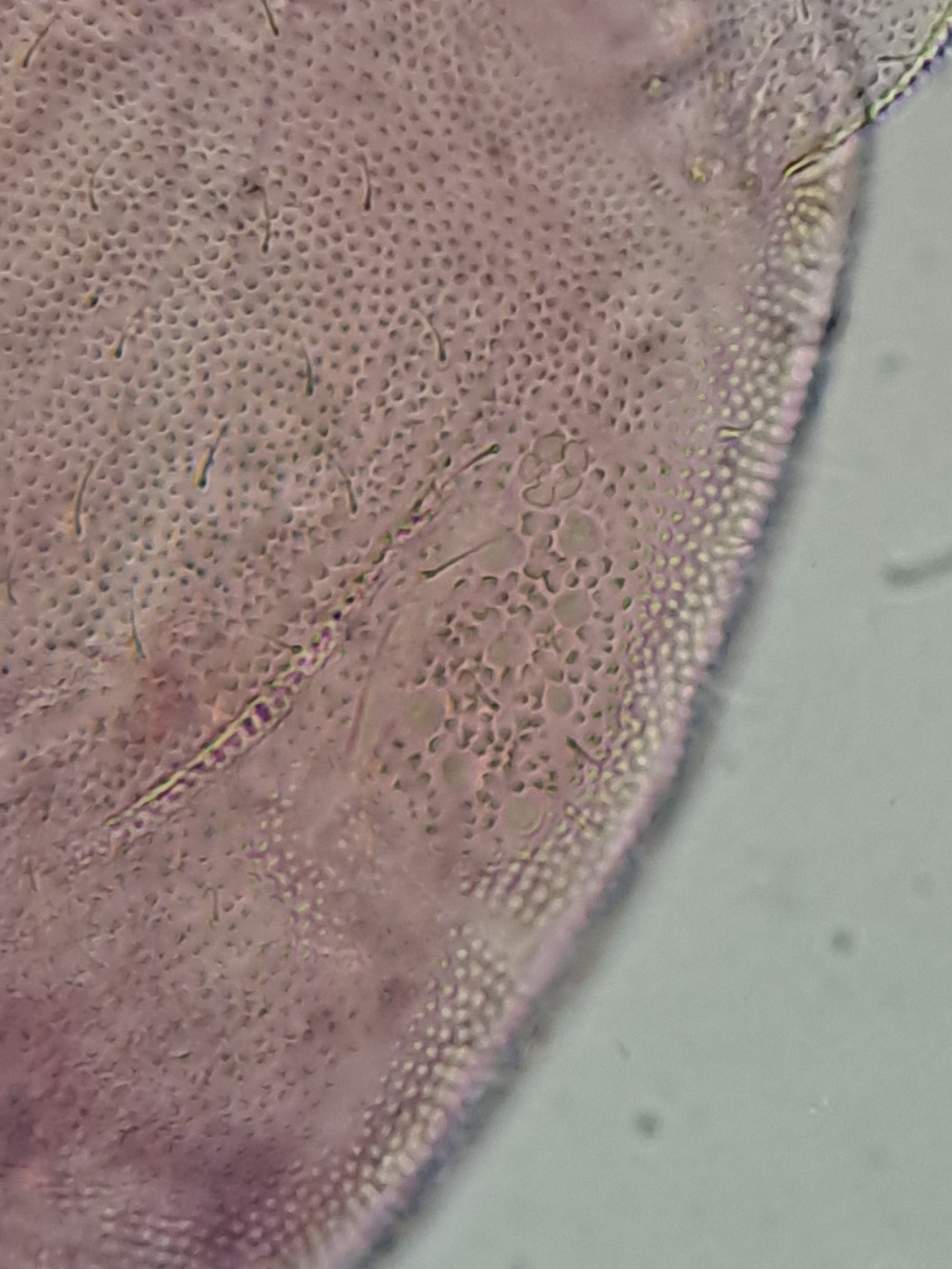 Brachystomella parvula (Schäffer, 1896)