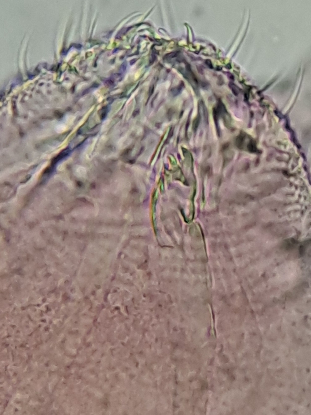Brachystomella parvula (Schäffer, 1896)