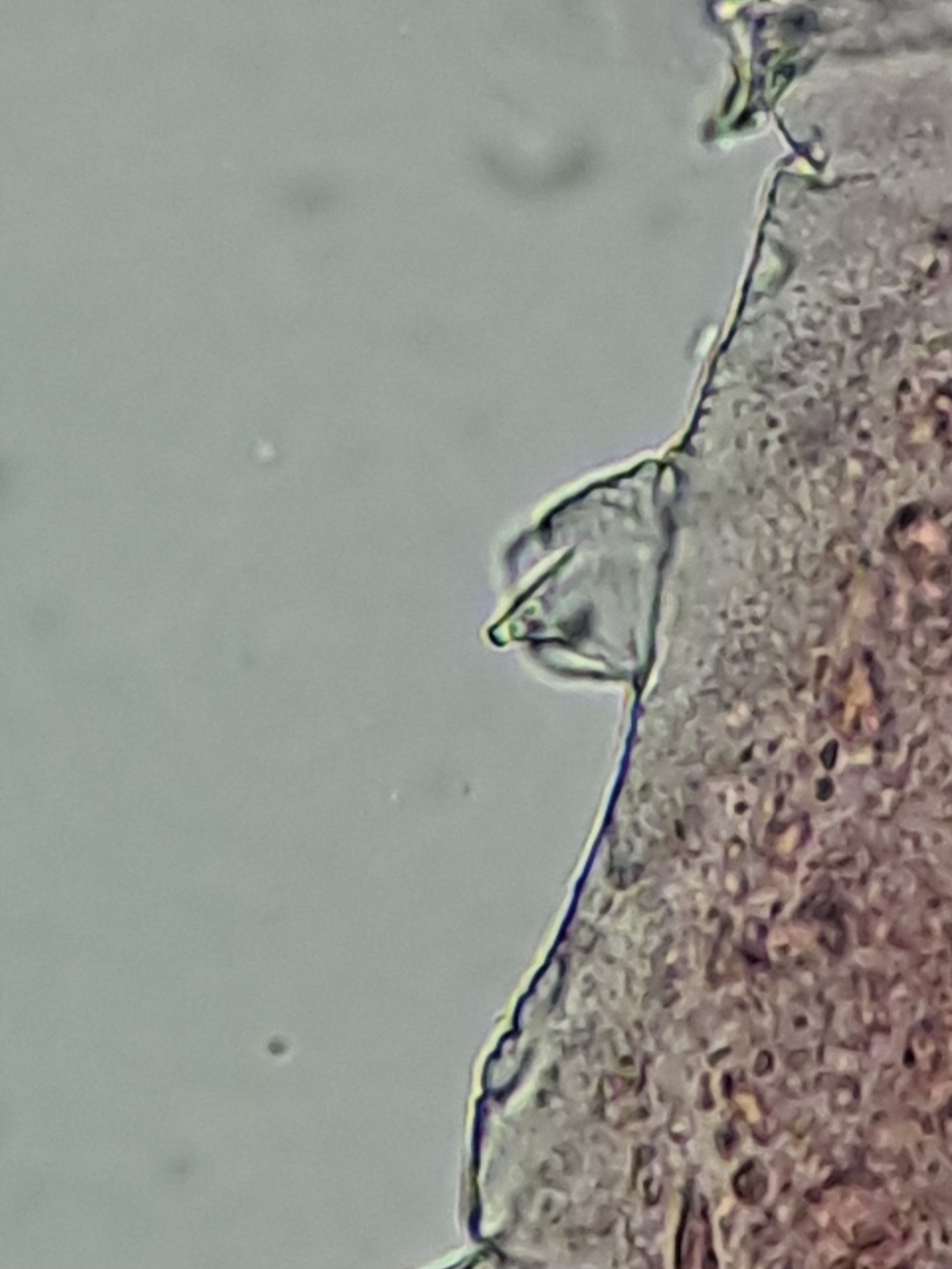 Brachystomella parvula (Schäffer, 1896)
