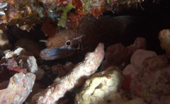 Gymnothorax zonipectis