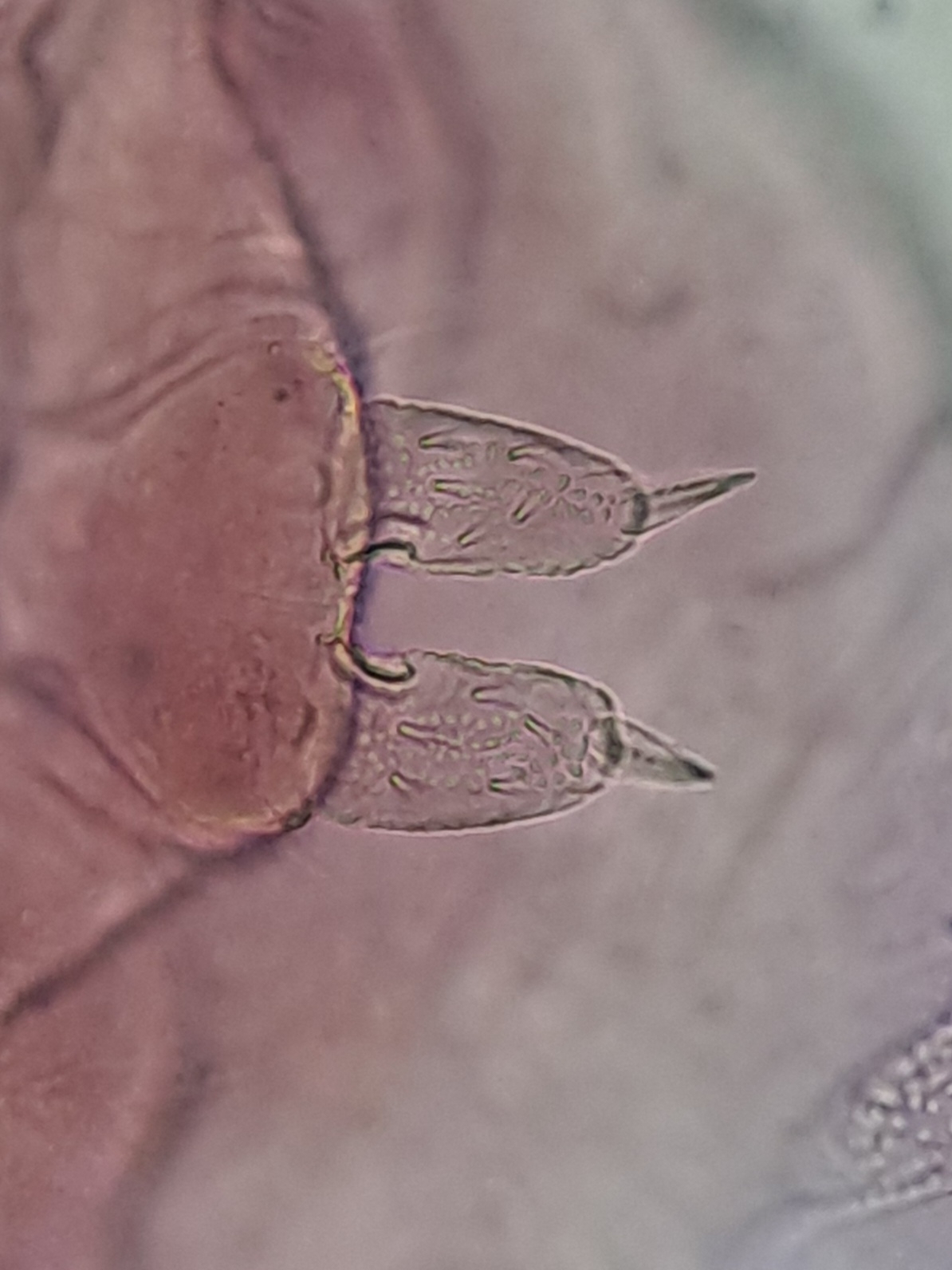 Brachystomella parvula (Schäffer, 1896)