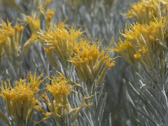 Ericameria nauseosa speciosa