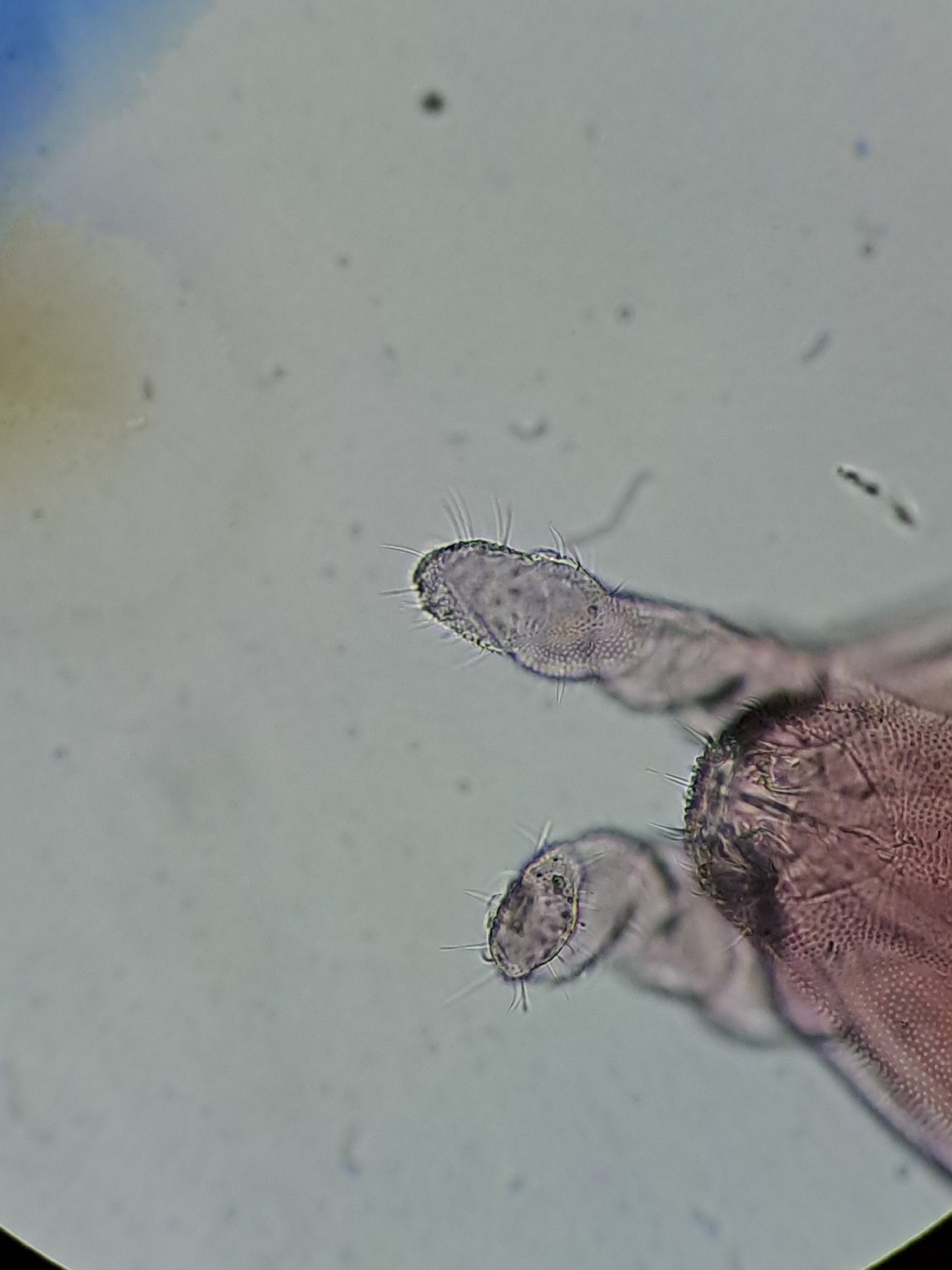 Brachystomella parvula (Schäffer, 1896)