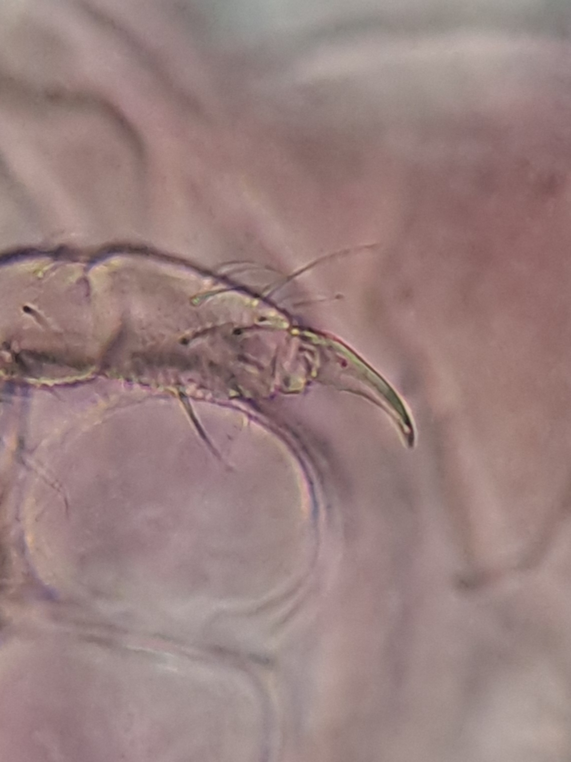 Brachystomella parvula (Schäffer, 1896)