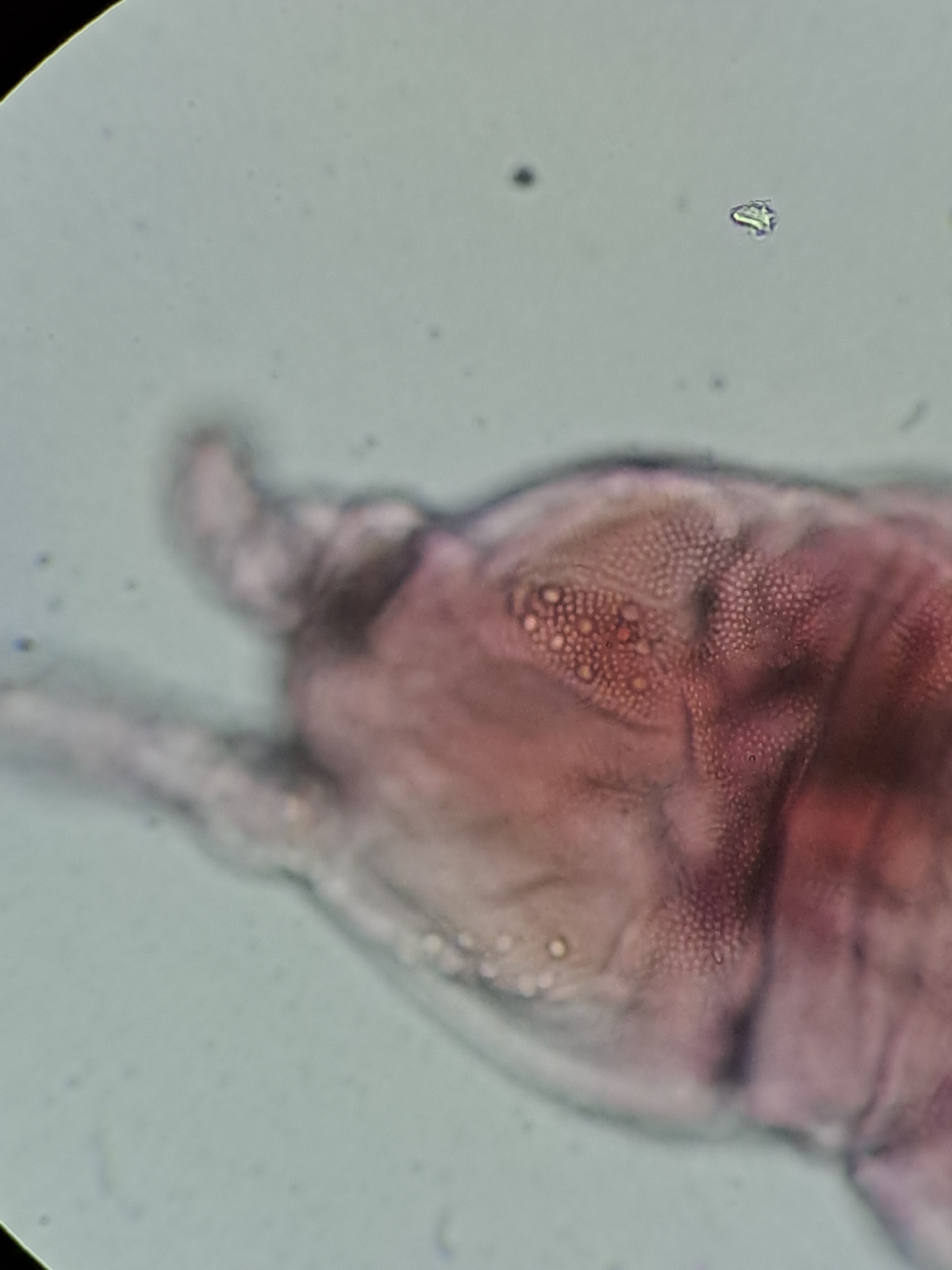 Brachystomella parvula (Schäffer, 1896)