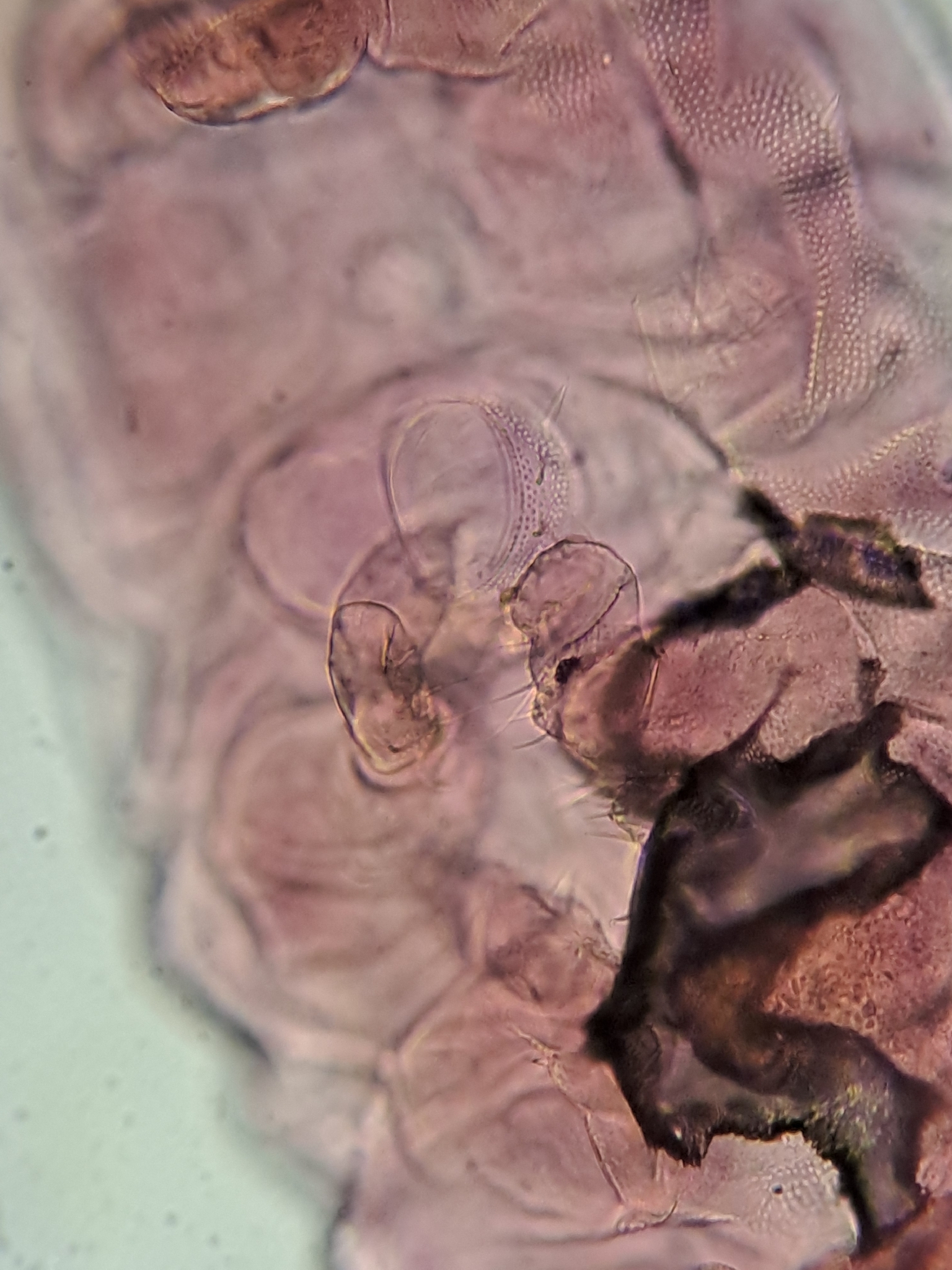 Brachystomella parvula (Schäffer, 1896)