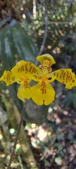 Gomesa cornigera
