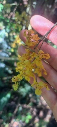 Gomesa cornigera, photograph 2