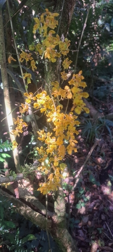 Gomesa cornigera, photograph 3