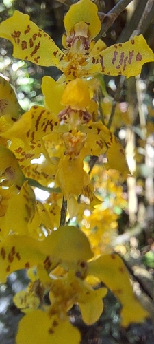 Gomesa cornigera, photograph 4