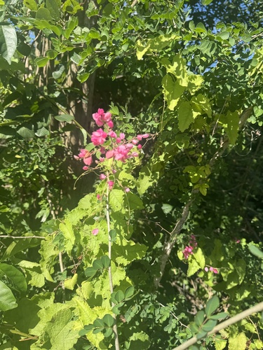 Coral Vine