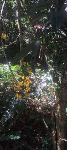 Gomesa cornigera, photograph 5