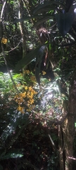 Gomesa cornigera, photograph (c) Adri Baier, some rights reserved (CC BY-SA)
