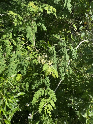 Moringa tree