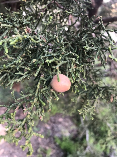 Juniper Urn Gall Midge