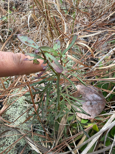 Dissected Beardtongue (Penstemon dissectus)
