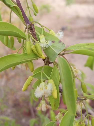 Hog plum