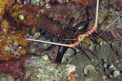 Panulirus femoristriga