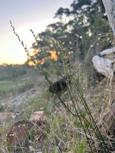 Leafless Arrowgrass (Triglochin compacta)