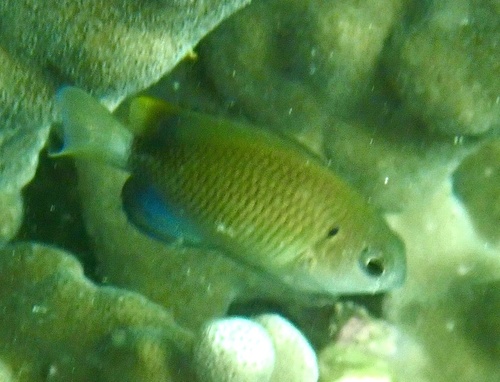 Pomacentrus leptus observed 2026-02-10