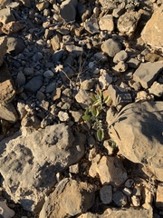 Acleisanthes