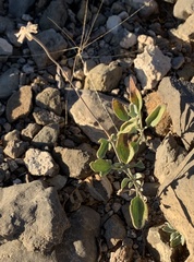 Acleisanthes