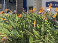 Strelitzia reginae