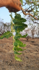 Ailanthus excelsa, photograph (c) Aadi Kulkarni, some rights reserved (CC BY)