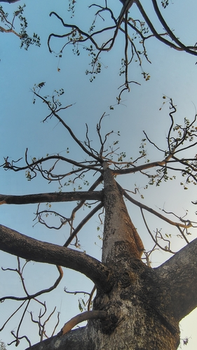 Ailanthus excelsa, photograph 4
